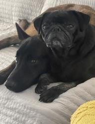 Reunited Male Dog last seen Near Venus st, Mission Viejo, CA 92691