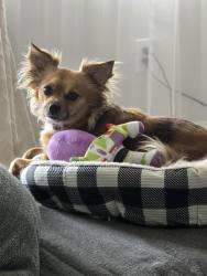 Reunited Female Dog last seen Tuxedo , Brooklyn Heights, OH 44131