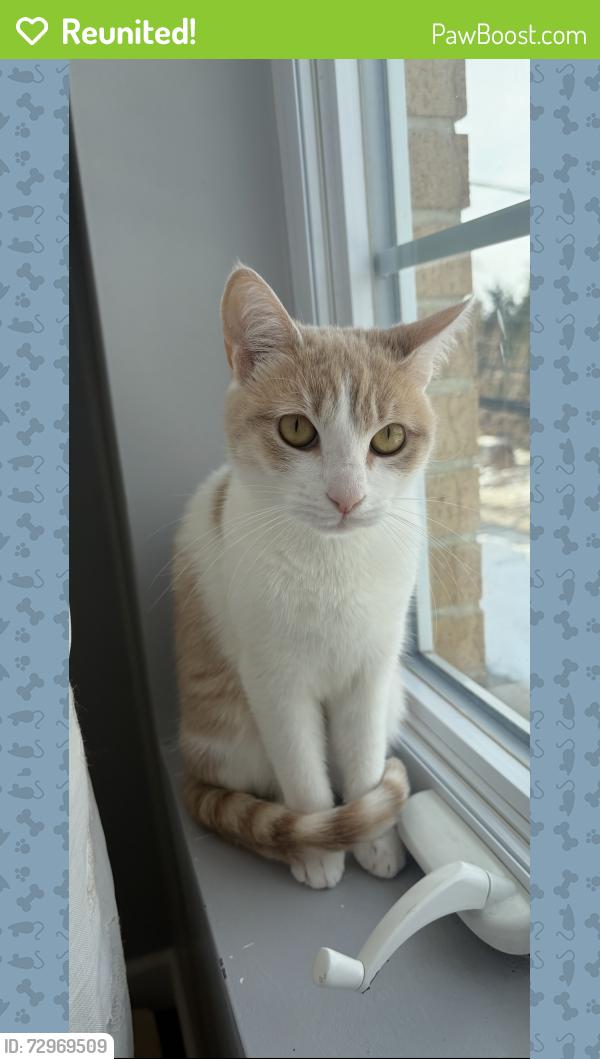 Reunited Female Cat last seen Davis Ave , The Bronx, NY 10465