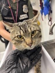 Shelter Stray Male Cat last seen NE 66th ST & Roosevelt Way NE, Seattle, WA, 2061 15th Ave W, Seattle, WA 98119, USA