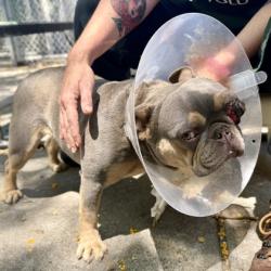 Shelter Stray Female Dog last seen MacArthur Blvd & 90th Ave, Oakland, CA, 1101 29th Ave, Oakland, CA 94601, USA