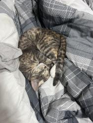Reunited Female Cat last seen Late Morning Cir, Florida 34744, USA, Osceola County, FL 34744
