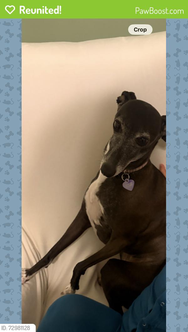 Reunited Female Dog last seen Mirabeau and Paris, New Orleans, LA 70122