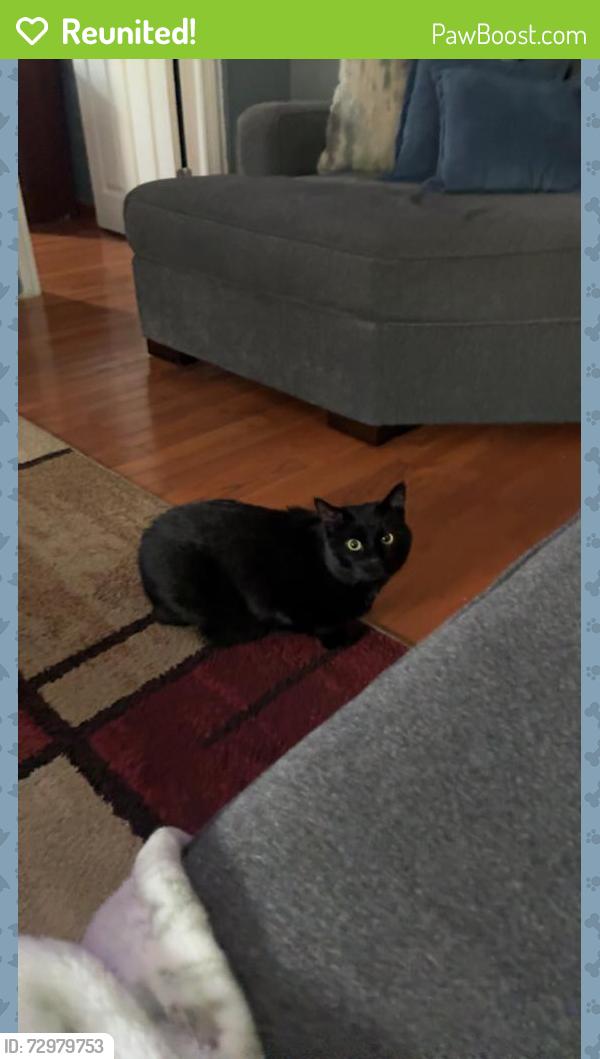 Reunited Male Cat last seen Near south st WALPOLE, Walpole, MA 02081