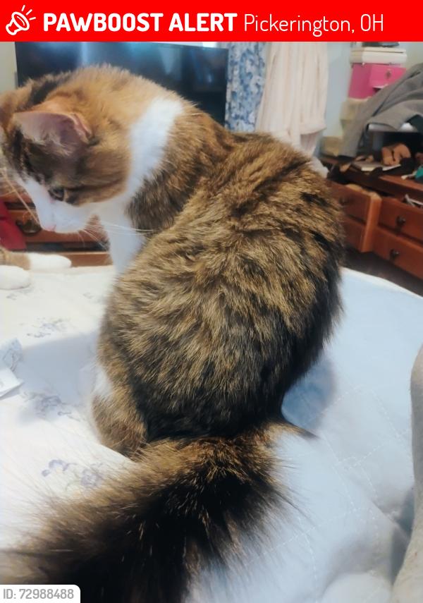 Lost Male Cat last seen Pickerington Elementary School Long&Diley, Pickerington, OH 43147
