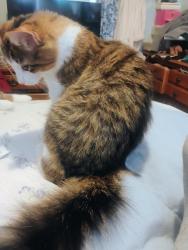 Lost Male Cat last seen Pickerington Elementary School Long&Diley, Pickerington, OH 43147