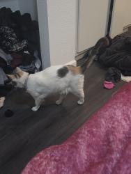 Lost Female Cat last seen Carranza and Durango, La Quinta, CA 92253