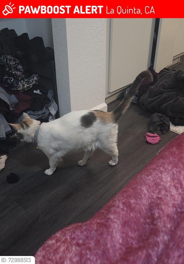 Lost Female Cat last seen Carranza and Durango, La Quinta, CA 92253