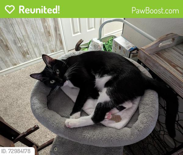 Reunited Male Cat last seen Thomas Sinclair, Austin, TX 78728