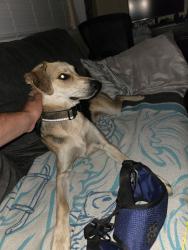 Reunited Male Dog last seen  outside Rocklin pet hosp, Rocklin, CA 95677