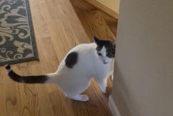 Lost Male Cat last seen Parkmeadow drive , Fremont, CA 94539