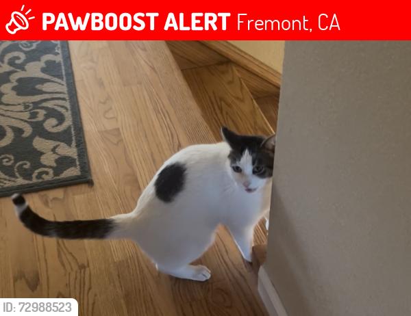 Lost Male Cat last seen Parkmeadow drive , Fremont, CA 94539