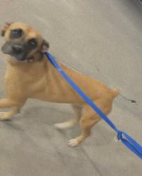 Lost Female Dog last seen valero/subway/best stop gas station or chevron best stop gas station both on fm 1314, Porter Heights, TX 77365