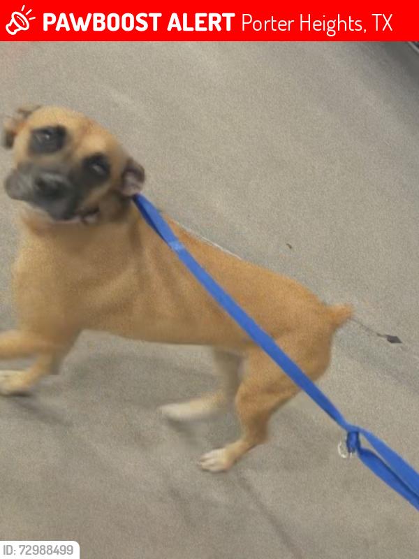 Lost Female Dog last seen valero/subway/best stop gas station or chevron best stop gas station both on fm 1314, Porter Heights, TX 77365