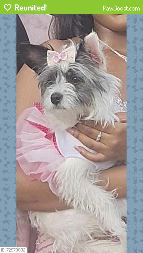 Reunited Female Dog last seen 47th  Champlain  between King Dr and Cottage Grove, Two Fish, Provident hosp, Chicago, IL 60602