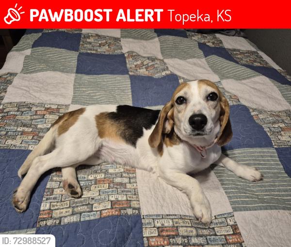 Lost Female Dog last seen 62nd st, Topeka, KS 66618