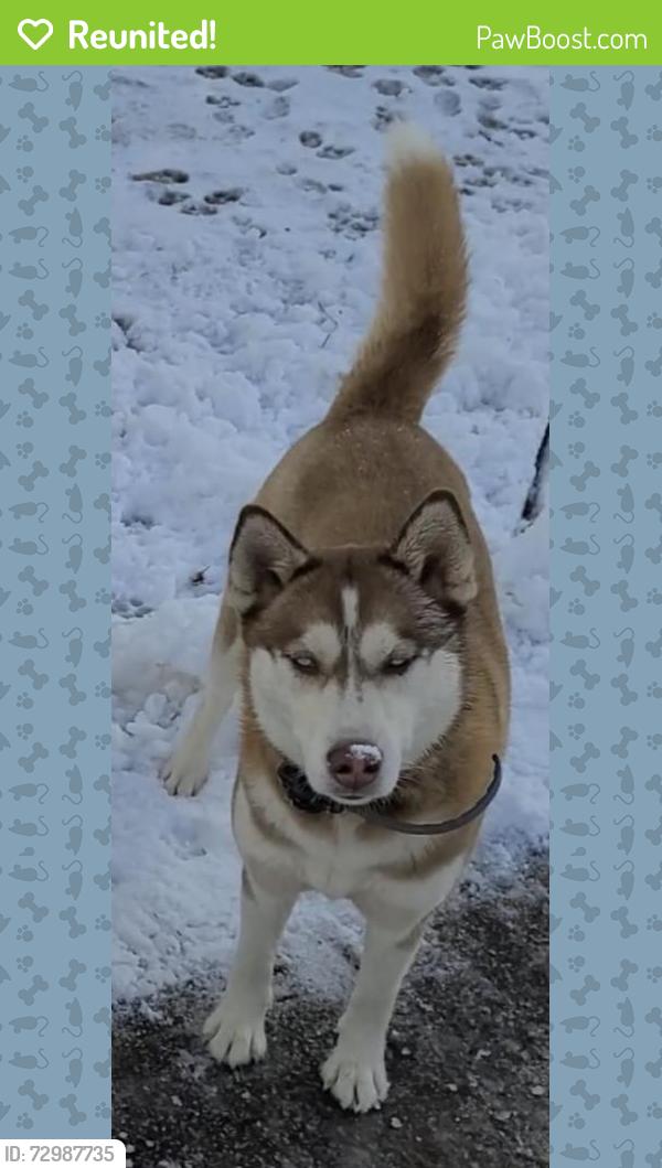 Reunited Female Dog last seen Bear Branch Rd & Salem Bottom Rd, Carroll County, MD 21784