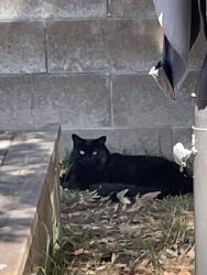 Found/Stray Unknown Cat last seen Off Ellis btwn Newland and Beach , Huntington Beach, CA 92646