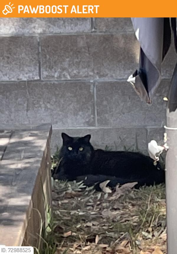 Found/Stray Unknown Cat last seen Off Ellis btwn Newland and Beach , Huntington Beach, CA 92646