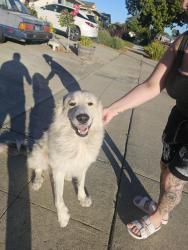 Found/Stray Unknown Dog last seen Moorbrook dr, San Jose, CA 95132