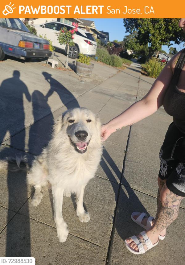 Found/Stray Unknown Dog last seen Moorbrook dr, San Jose, CA 95132