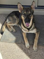 Reunited Male Dog last seen Idaho & superstition blvd, Apache Junction, AZ 85120