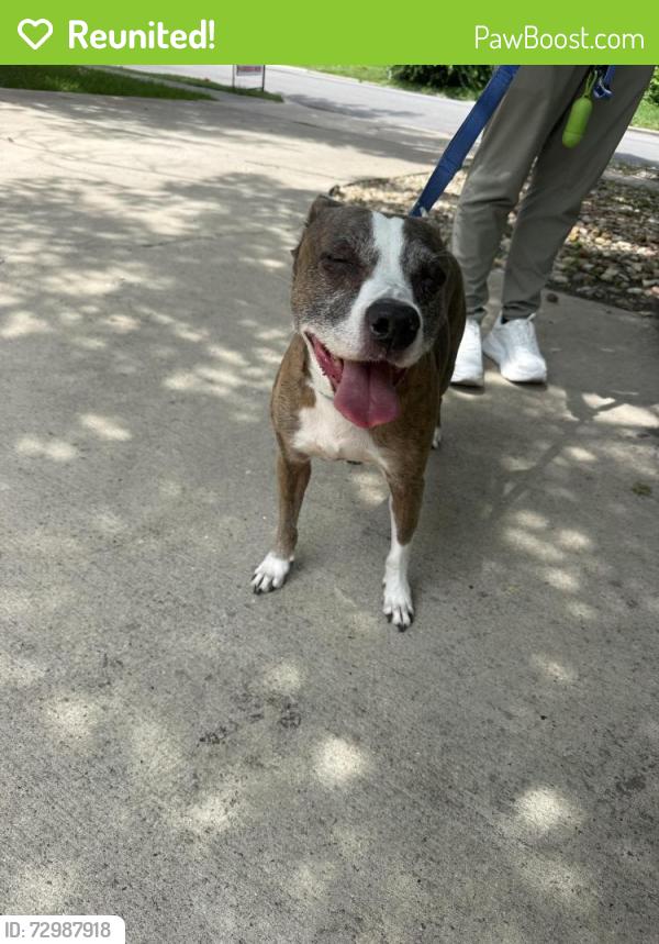 Reunited Female Dog last seen 49th & Caswell, Austin TX, Austin, TX 78751