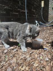 Found/Stray Unknown Cat last seen Cobblestone cndmnium complex , Huntsville, AL 35816