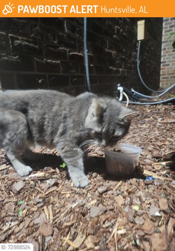 Found/Stray Unknown Cat last seen Cobblestone cndmnium complex , Huntsville, AL 35816