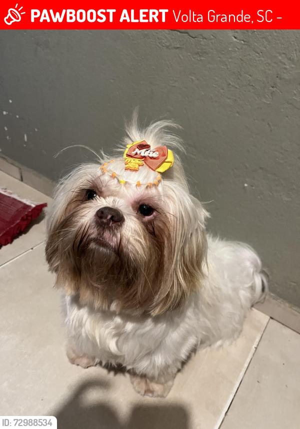 Lost Female Dog last seen Banco Ailos, Volta Grande, SC 88375-000