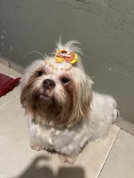 Lost Female Dog last seen Banco Ailos, Volta Grande, SC 88375-000