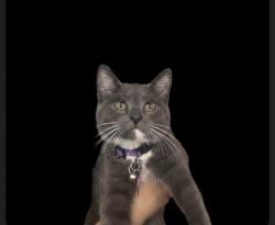 Reunited Female Cat last seen 415th st e Eatonville wa, Pierce County, WA 98328