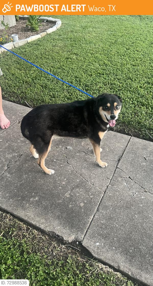 Found/Stray Female Dog last seen 25th and Trice Ave, Waco, TX 76707