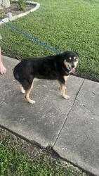Found/Stray Female Dog last seen 25th and Trice Ave, Waco, TX 76707