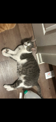 Lost Female Cat last seen Tall oaks circle , Harrison, OH 45030