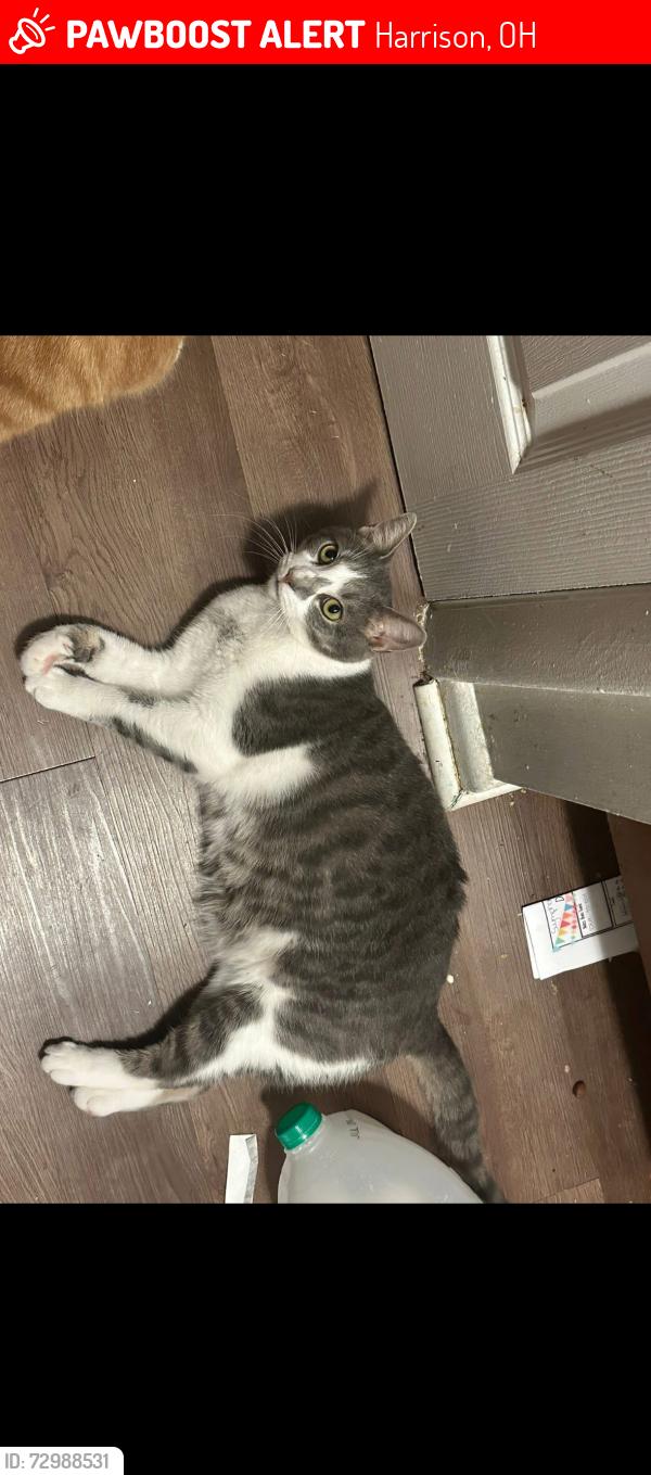 Lost Female Cat last seen Tall oaks circle , Harrison, OH 45030