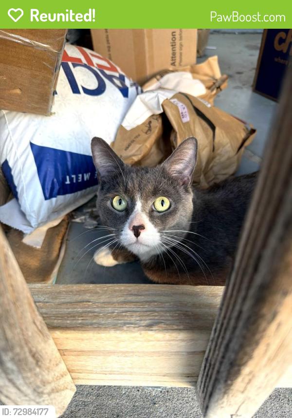 Reunited Male Cat last seen Munsey Ave, Pittsburgh, PA 15227