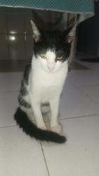 Lost Male Cat last seen Mercado Reimberg, Sonda Vila São José , Jardim Orbam, SP 