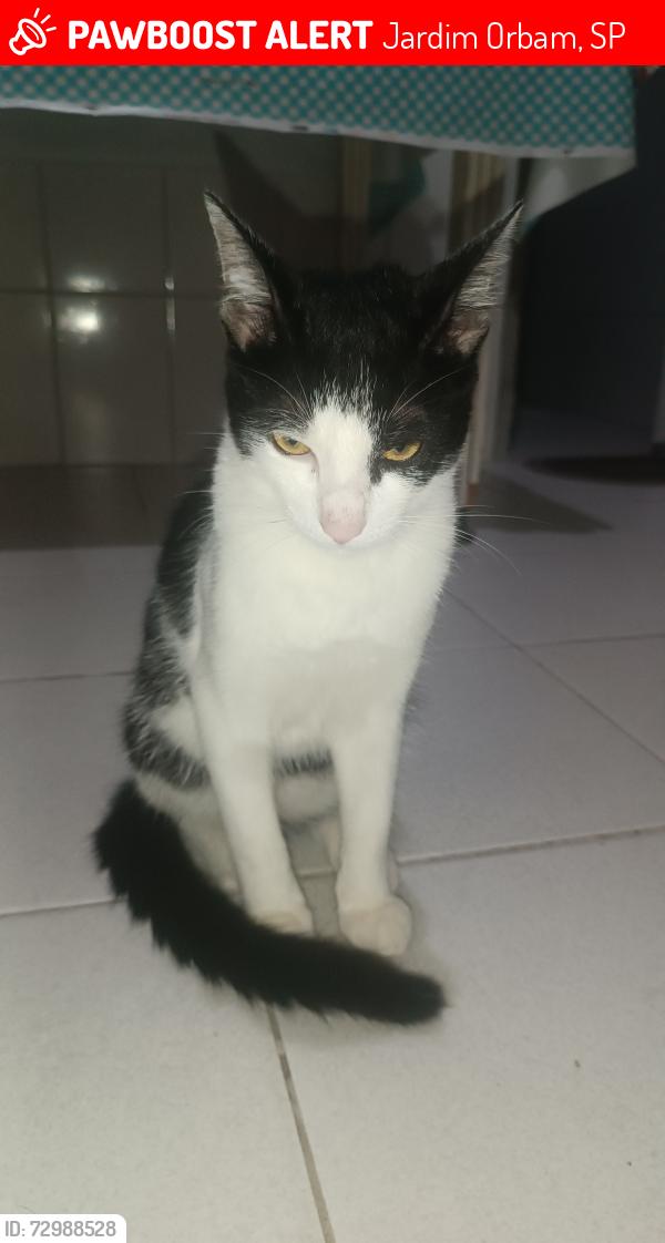 Lost Male Cat last seen Mercado Reimberg, Sonda Vila São José , Jardim Orbam, SP 