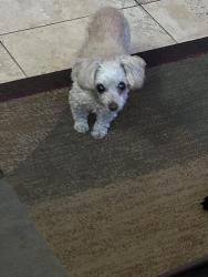 Lost Female Dog last seen 21st street and Indian School, Phoenix, AZ 85016