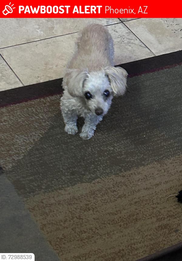 Lost Female Dog last seen 21st street and Indian School, Phoenix, AZ 85016