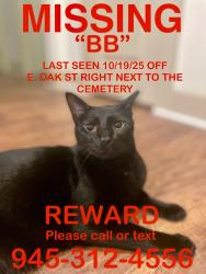 Lost Male Cat last seen Wylie Cemetery, Wylie, TX 75098