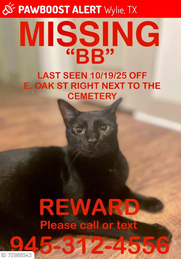 Lost Male Cat last seen Wylie Cemetery, Wylie, TX 75098