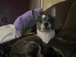 Lost Male Dog last seen Minnehaha ave e & Cypress, Saint Paul, MN 55106
