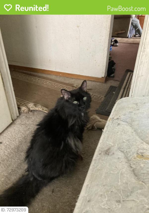 Reunited Male Cat last seen Rocky Mountain court, Anchorage, AK 99504