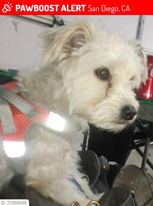Lost Male Dog last seen Behind Fashion Valley Mall parking garage other side of SD River , San Diego, CA 92108