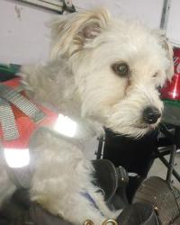 Lost Male Dog last seen Behind Fashion Valley Mall parking garage other side of SD River , San Diego, CA 92108