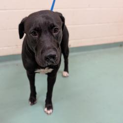 Shelter Stray Female Dog last seen , 2350 Appling City Cove, Memphis, TN 38133, USA