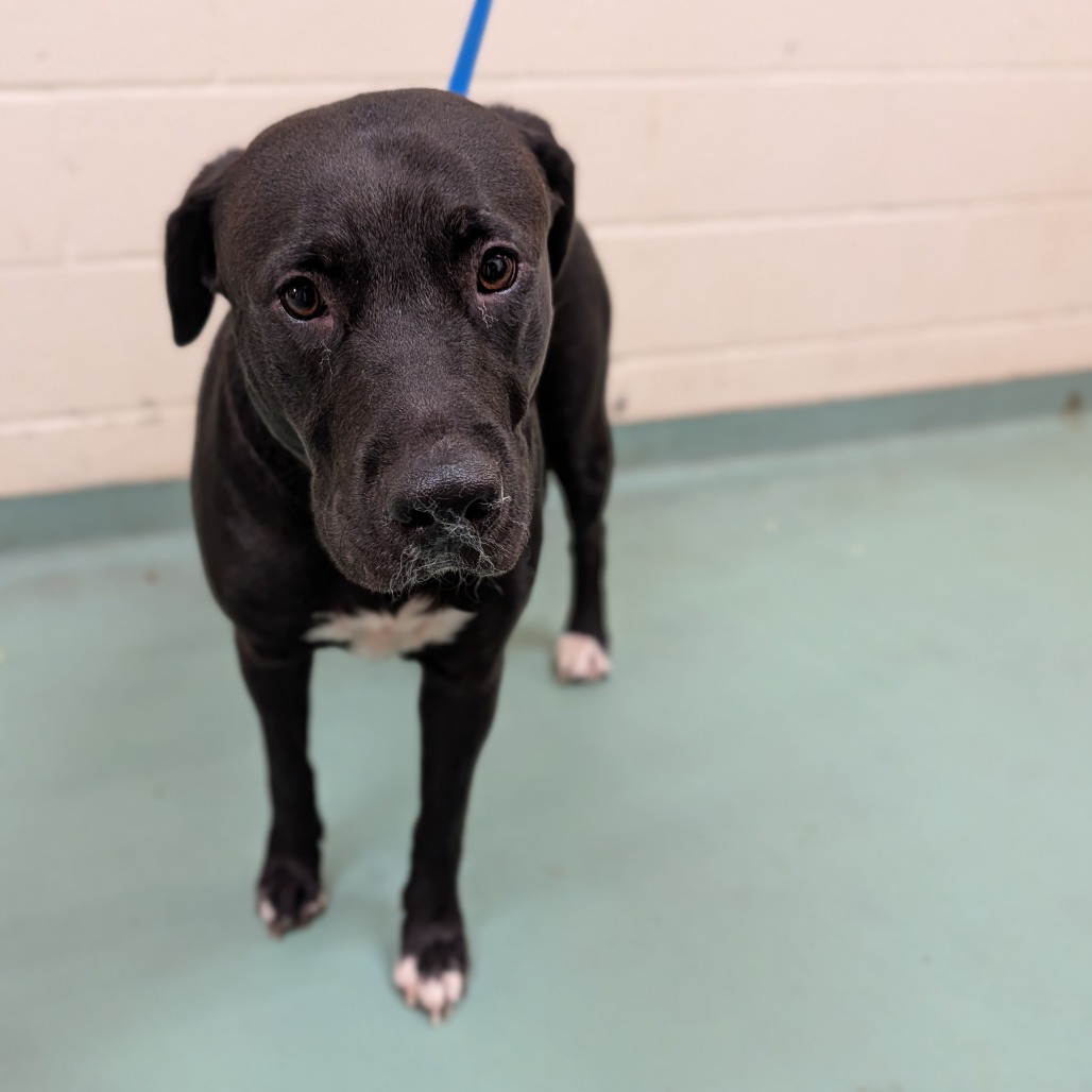 Shelter Stray Female Dog last seen , 2350 Appling City Cove, Memphis, TN 38133, USA