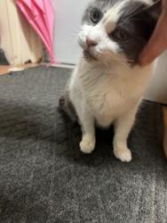 Found/Stray Unknown Cat last seen 30th st canton Ohio , Canton, OH 44709